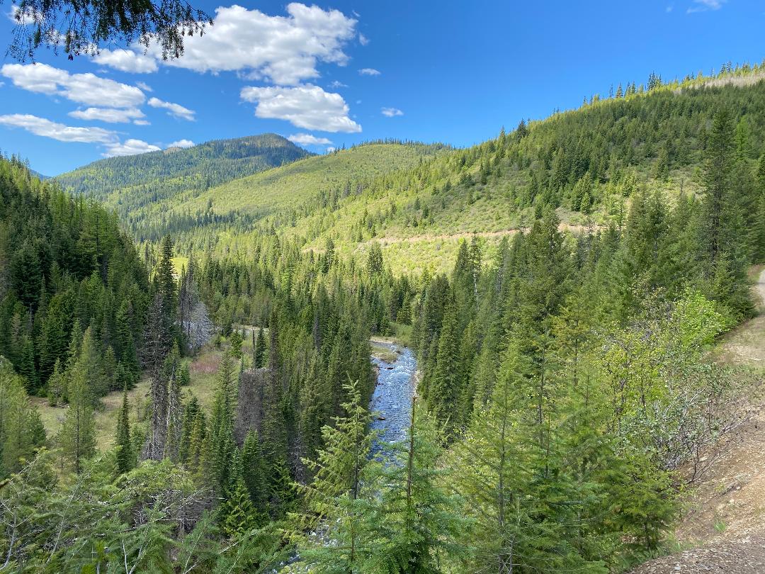 Evergreen filled mountain with a stream in the bottom of the valley.